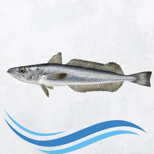 Merluza